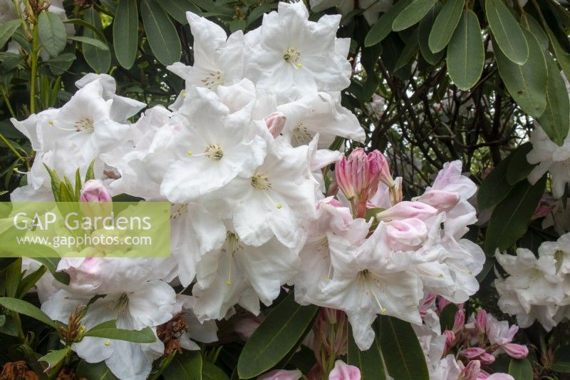Rhododendron 'Loderi King George' - Mai