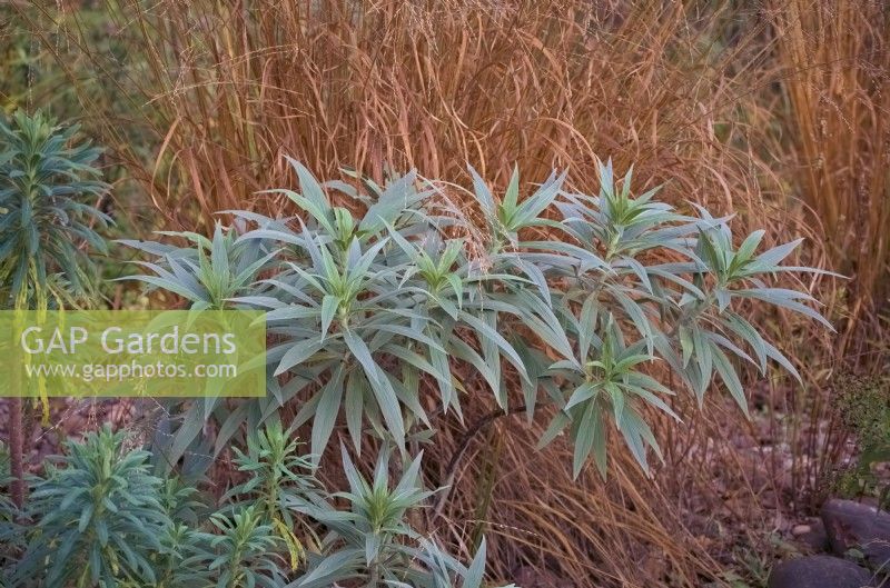 Combinaison de feuillage d'Echium Candicans - Pride of Madeira et Molinia caerulea subsp. arundinacea - Herbe des landes pourpres