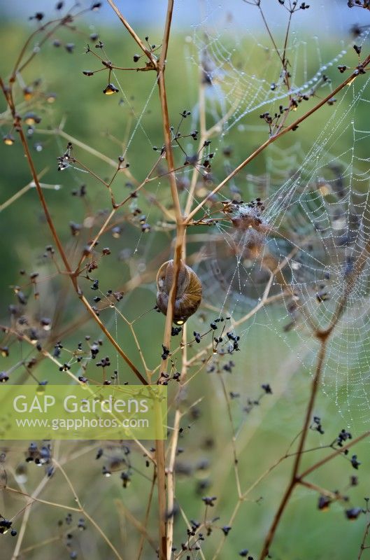 Cornu asperum - L'escargot de jardin et les toiles d'araignées d'araignées en automne sur les plantes de jardin
