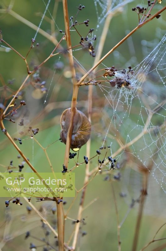 Cornu asperum - L'escargot de jardin et les toiles d'araignées d'araignées en automne sur les plantes de jardin