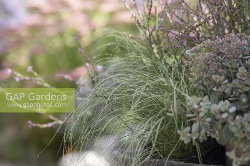 Carex 'Brume Amazone'