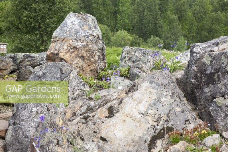 Parterres arctiques au jardin botanique de Tromso. Au milieu de l'été. D'importants rochers couverts de lichens améliorent l'ambiance pour les petites plantes arctiques fragiles comme la Campanula turczaninovii et la Saxifrage.