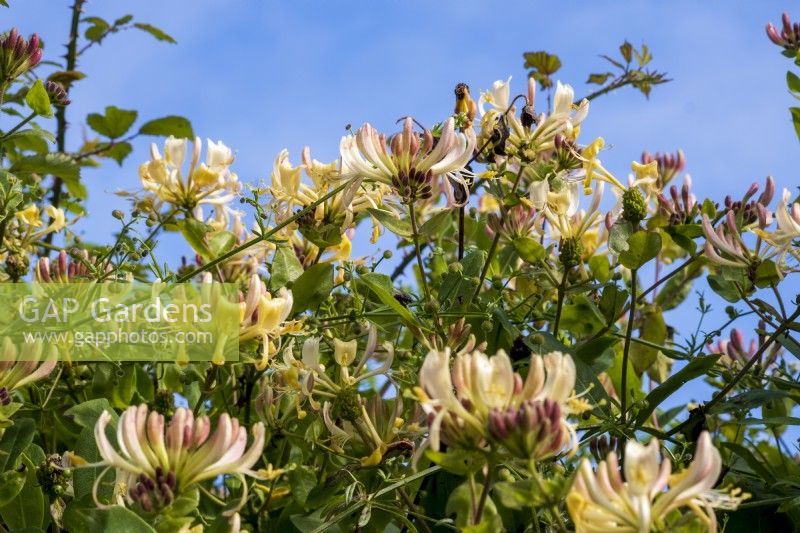 Lonicera periclymenum, chèvrefeuille sauvage