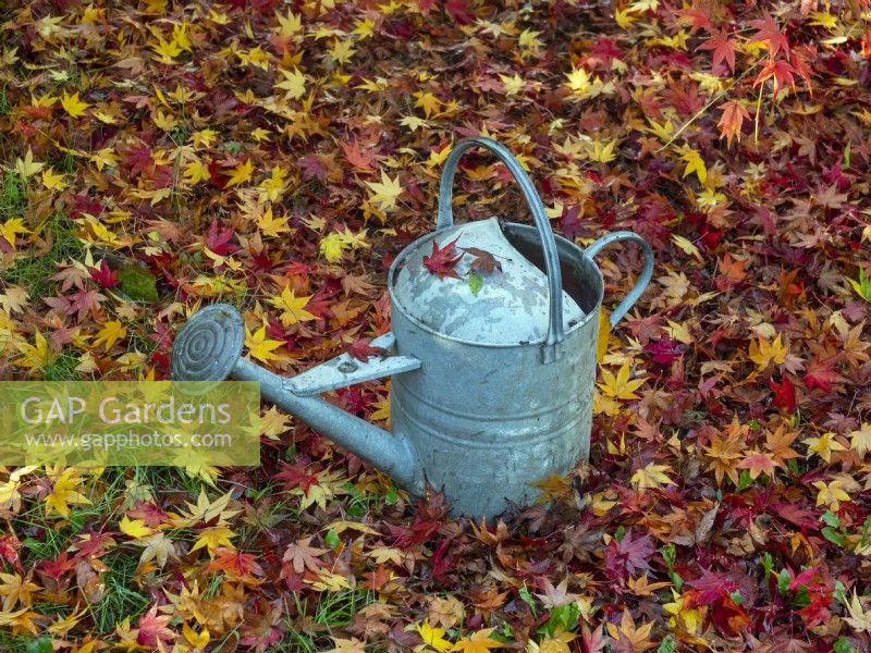 Liquidambar styraciflua - feuilles de gomme sucrée et arrosoir en automne