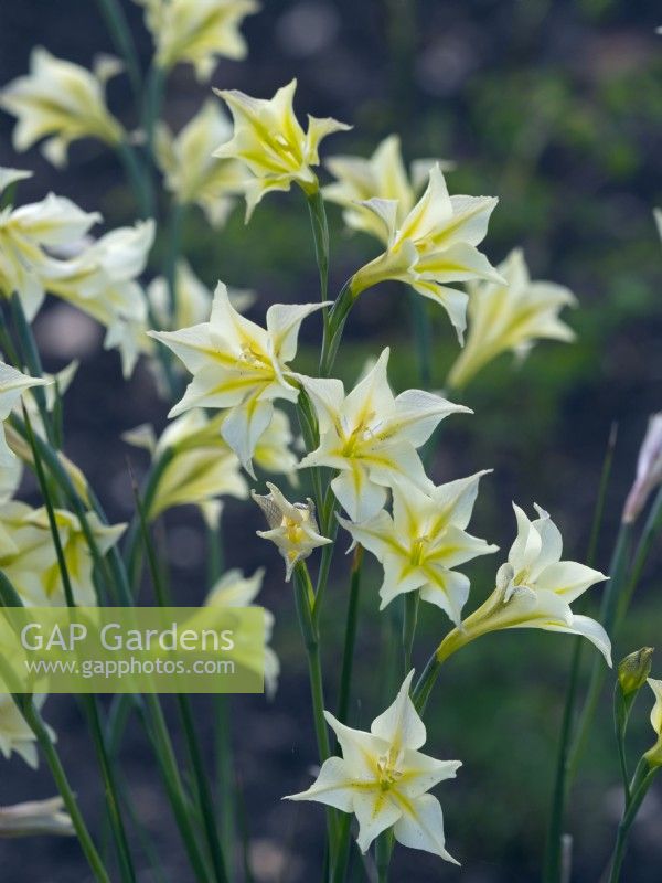 Glaïeul tristis en parterre d'été