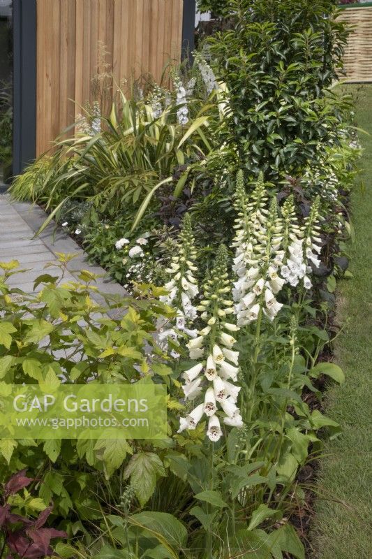 Digitale blanche dans le jardin Nurture Through Nature au BBC Gardener's World Live 2022