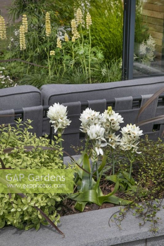 Ornithogalum dans le jardin Nurture Through Nature au BBC Gardener's World Live 2022
