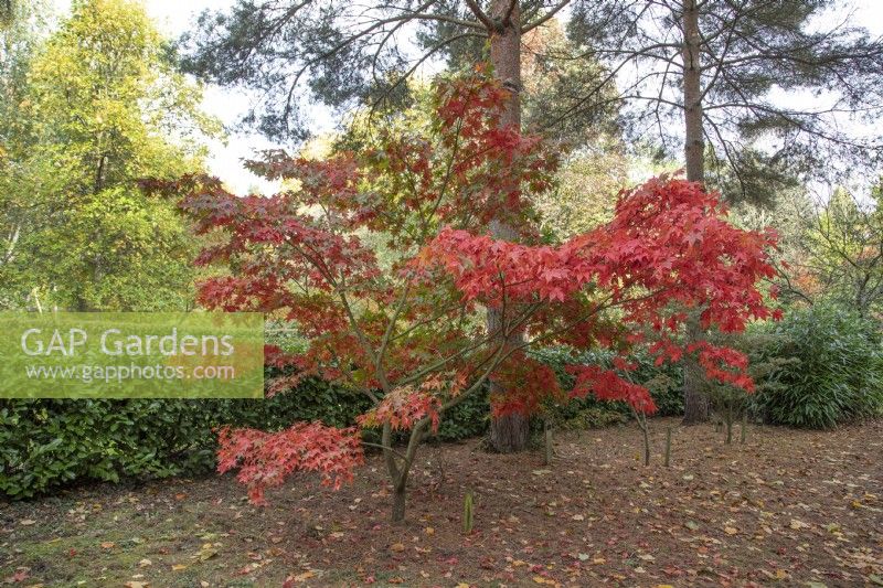 Acer palmatum 'Korean Gem' à Bodenham Arboretum, octobre