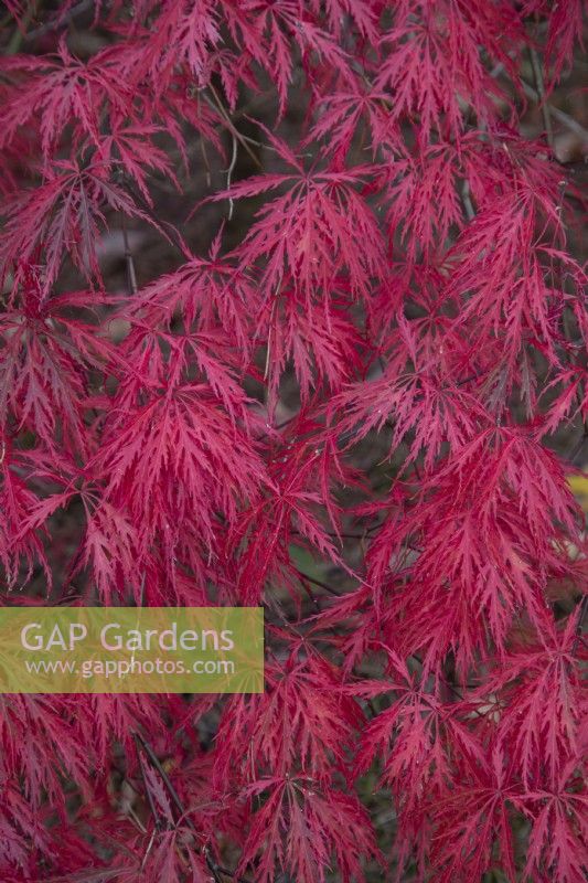 Acer palmatum dissectum 'Garnet' à Bodenham Arboretum, octobre