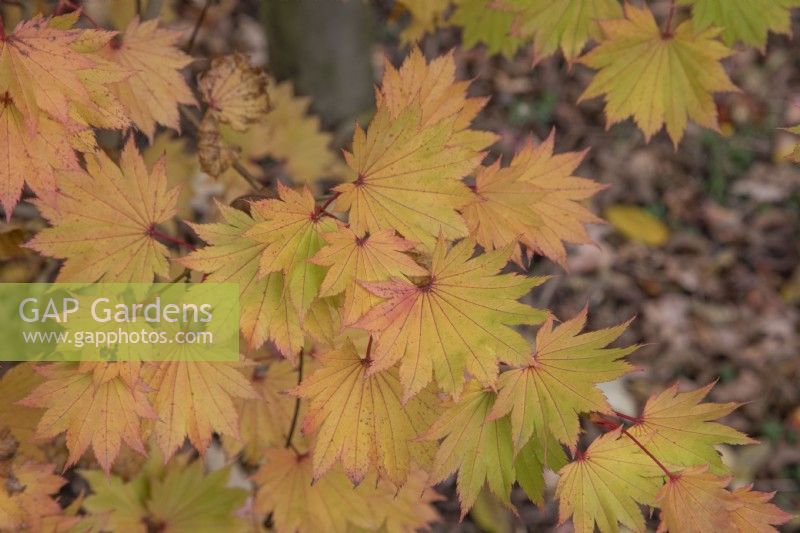 Acer shirasawanum 'Aureum' à Bodenham Arboretum, octobre