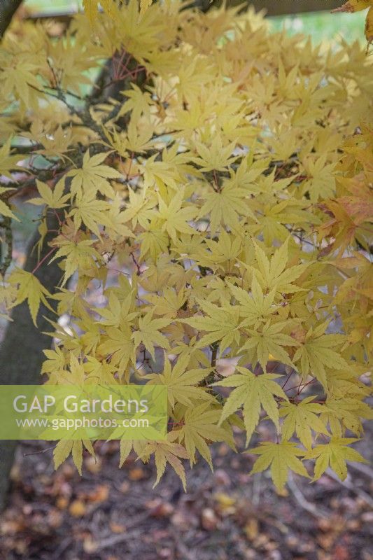 Acer palmatum 'Sango-Kaku' à Bodenham Arboretum, octobre