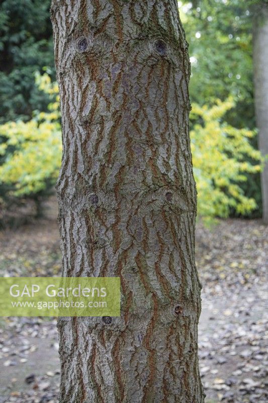 Écorce d'Abies Concolor à Bodenham Arboretum, octobre