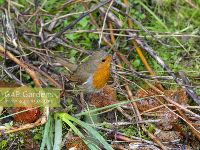 Erithacus rubecula Robin européen en parterre de Physalis alkekengi - lanterne chinoise ; Novembre Hiver Norfolk