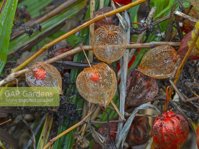 Physalis alkekengi - Caisses de semences de lanternes chinoises novembre