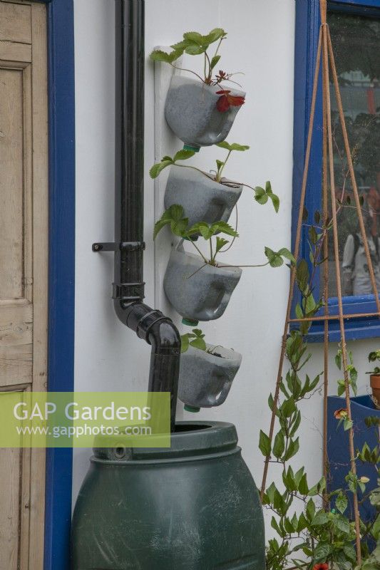 Jardinières verticales pour fraises dans le jardin Small Space - Big Ideas au BBC Gardener's World Live 2022