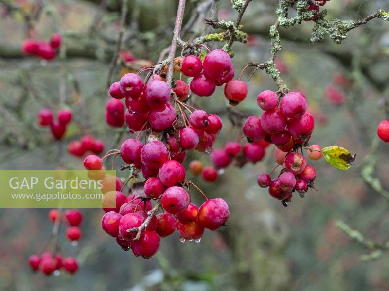 Fruits de Malus x robusta 'Red Sentinel' en novembre