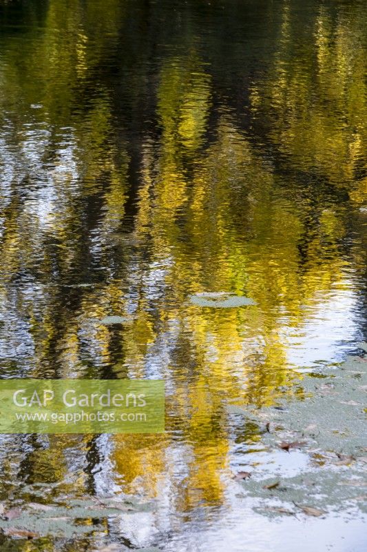 Réflexions dorées de Morus nigra, un mûrier noir dans la piscine de la place des plantes,