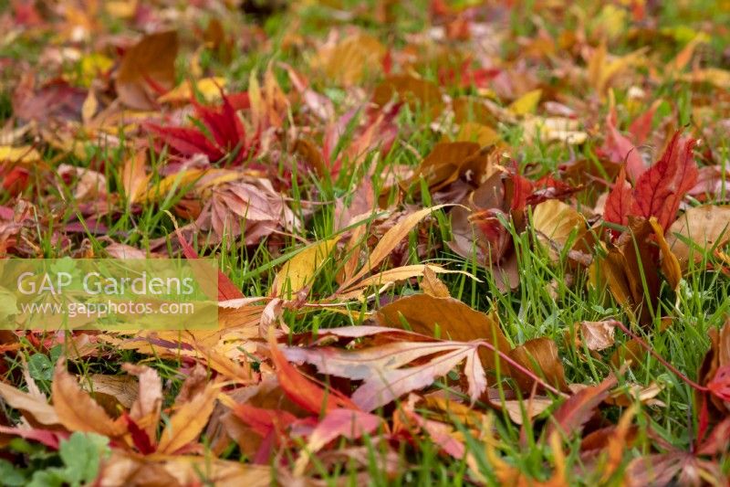 Feuilles d'Acer palmatum 'Elegans' éparpillées sur l'herbe.