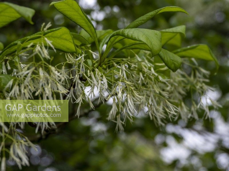 Chionanthus virginicus