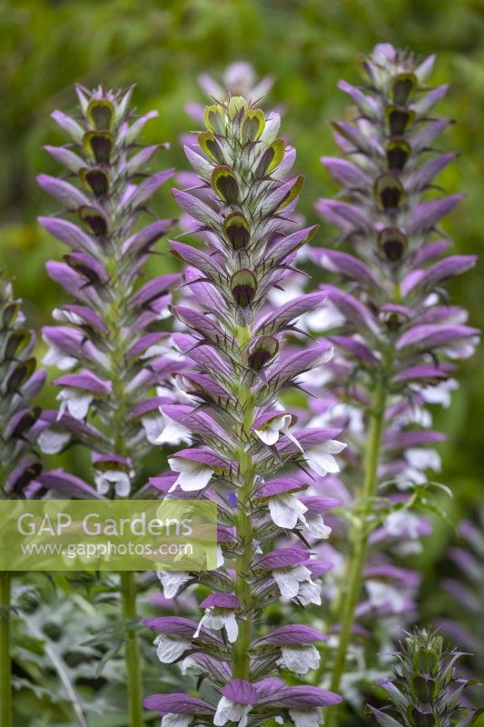 Acanthus spinosus - Culotte d'ours