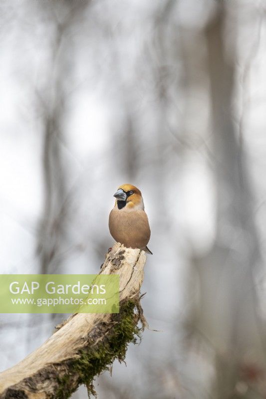 Coccothraustes-Hawfinch mâle reposant sur une branche