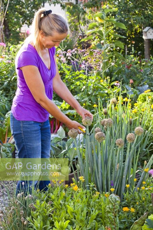 Femme coupant la fleur d'oignon gallois pour recueillir des graines.