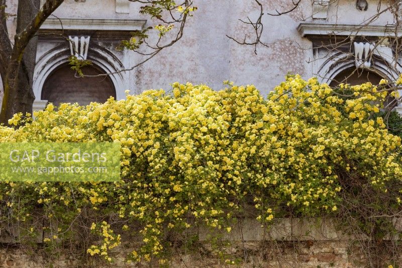 Rose grimpante jaune, Rosa banksiae 'Lutea' brouille le long du haut d'un vieux mur de briques avec des arcades en clé de voûte classiques derrière.