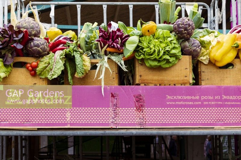 Assortiment coloré de légumes dans des caisses en bois au marché du Rialto à Venise. Y compris les artichauts, les tomates, la laitue, les poivrons, les piments et la chicorée violette.