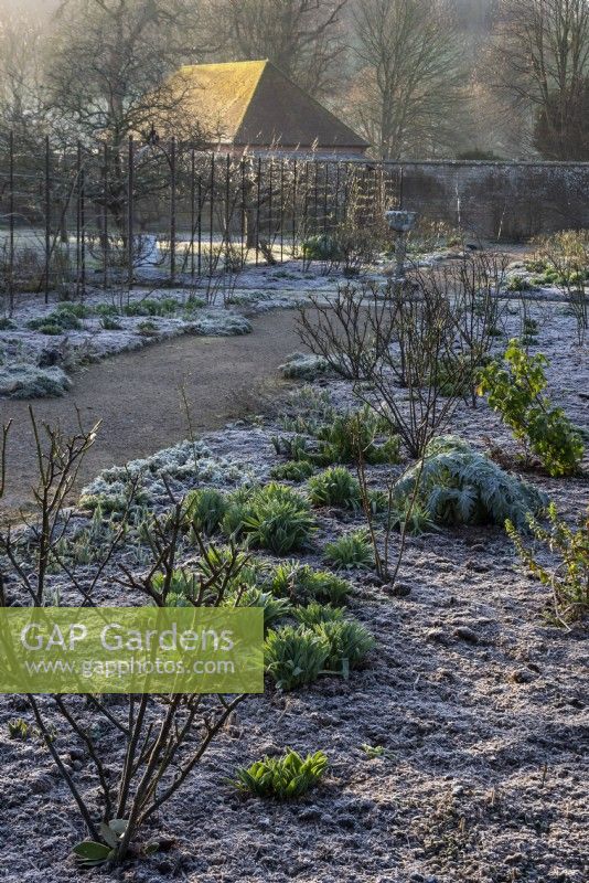 Le parterre herbacé en hiver incrusté de givre dans le verger de West Dean Garden, West Sussex.