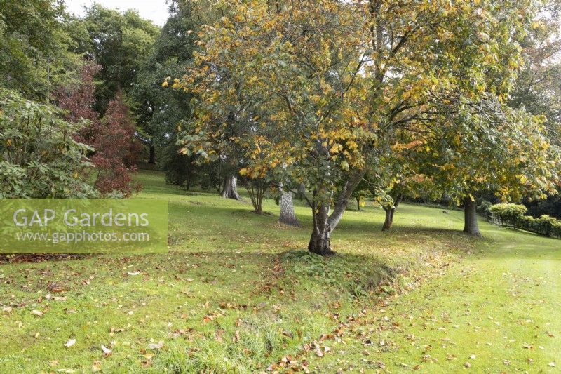 Une variété d'arbres sont dispersés parmi l'herbe dans un jardin informel de style cottage. Whitstone Farm, Devon NGS jardin, automne