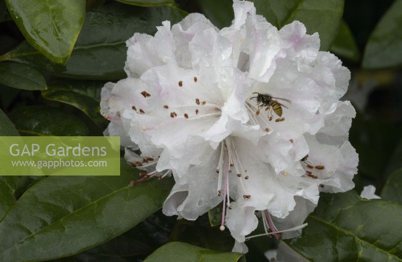 Une guêpe utilise un rhododendron à floraison précoce Christmas Cheer pour le nectar d'automne. Whitstone Farm, Devon NGS jardin, automne