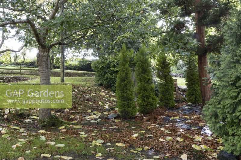 Les conifères poussent dans un peuplement d'arbres dans un jardin informel de style cottage. Whitstone Farm, Devon NGS jardin, automne