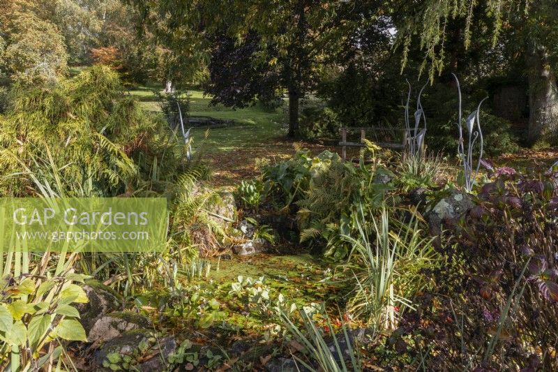 Un étang est couvert de feuilles automnales et de mauvaises herbes d'étang dans un jardin informel de style campagnard. Whitstone Farm, Devon NGS jardin, automne