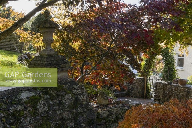 Un mur de soutènement en pierre avec un fleuron d'extrémité mène à un bosquet d'acer au bord d'un jardin. Whitstone Farm, Devon NGS jardin, automne