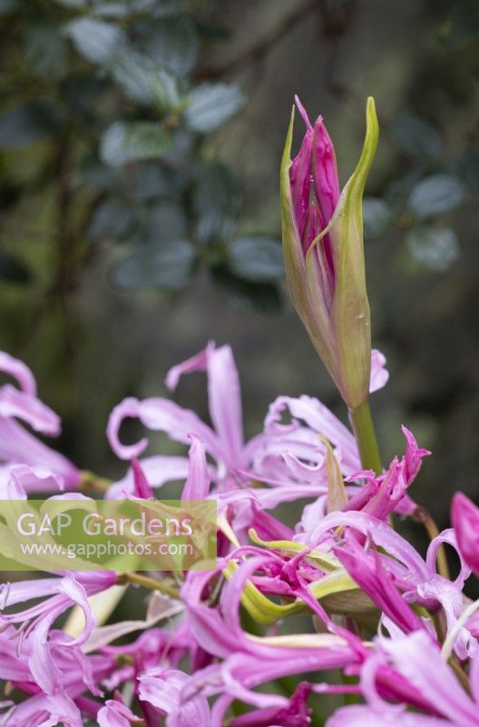 Fleurs et bouton floral de Nerine bowdenii. Lys Bowden. Fermer. Whitstone Farm, Devon NGS jardin, automne