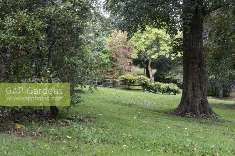 Divers arbres et arbustes cultivés dans un jardin de style campagnard informel en pente. Whitstone Farm, Devon NGS jardin, automne