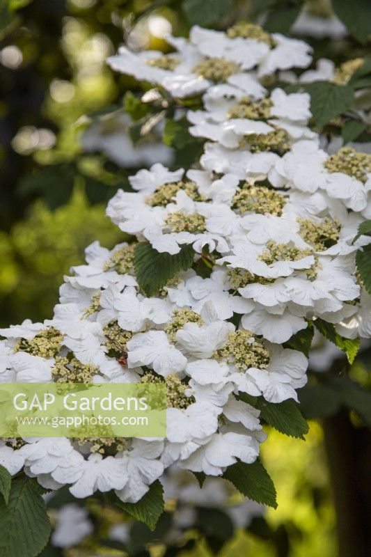 Viburnum plicatum 'Cascade' - boule de neige japonaise - juin