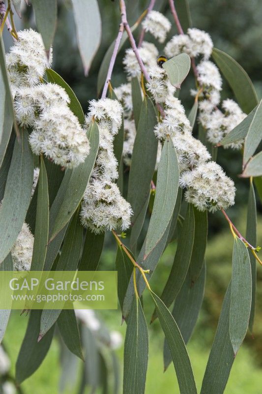 Eucalyptus pauciflora subsp. niphophila - gomme des neiges - juin