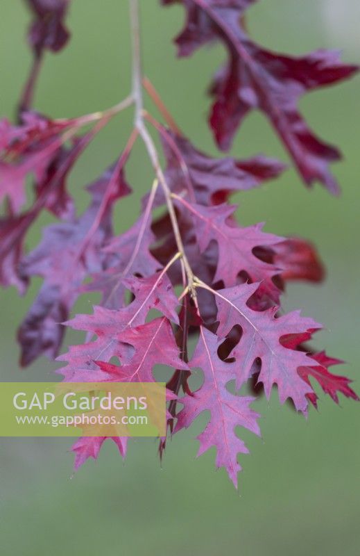 Feuillage d'automne d'un chêne écarlate, Quercus coccinea. Whitstone Farm, Devon NGS jardin, automne