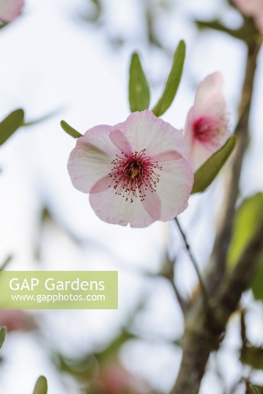 Eucryphia Lucida 'Ballerine'