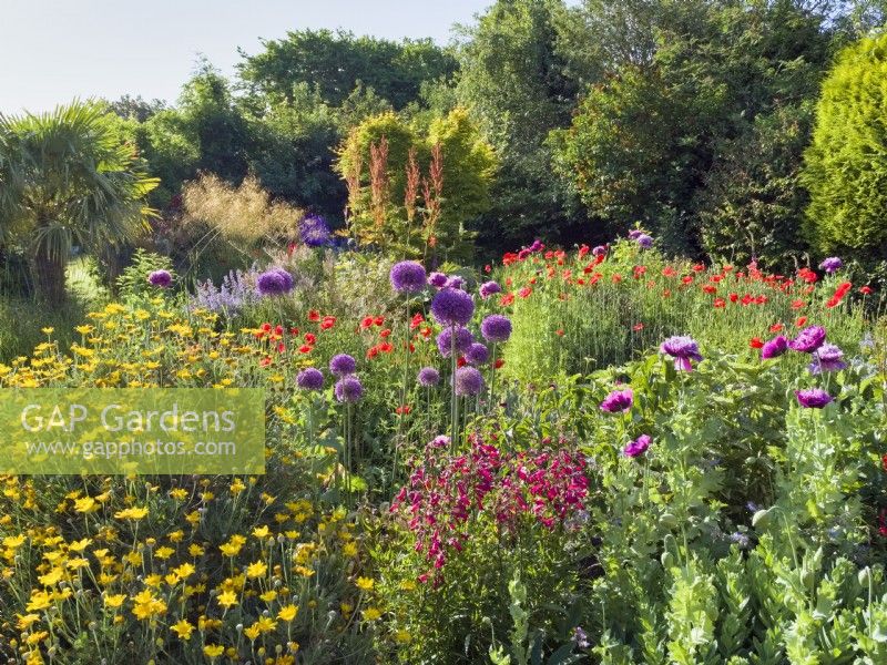 Jardin arrière coloré avec parterres mixtes dont Allium gigantum, Penstemon, Euryops, Poppy et Rheum