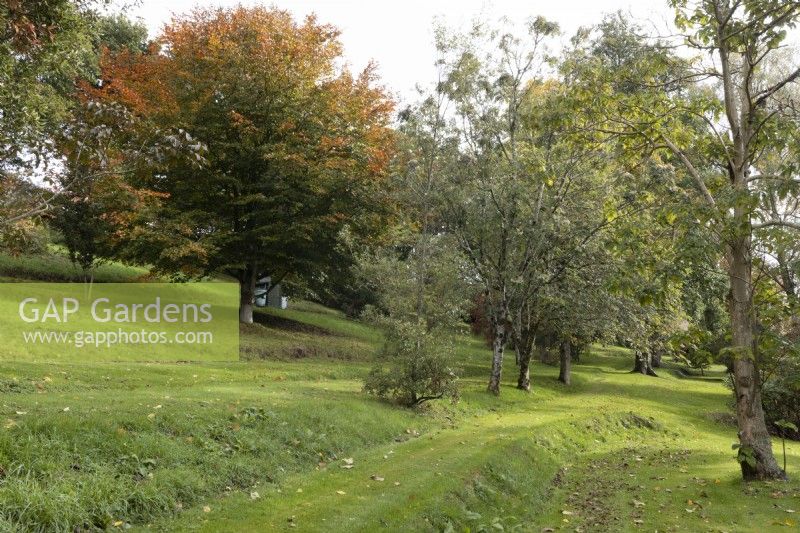 Plusieurs terrasses dans un jardin champêtre arboré et gazonné, rompent la pente du terrain. Whitstone Farm, Devon NGS jardin, automne