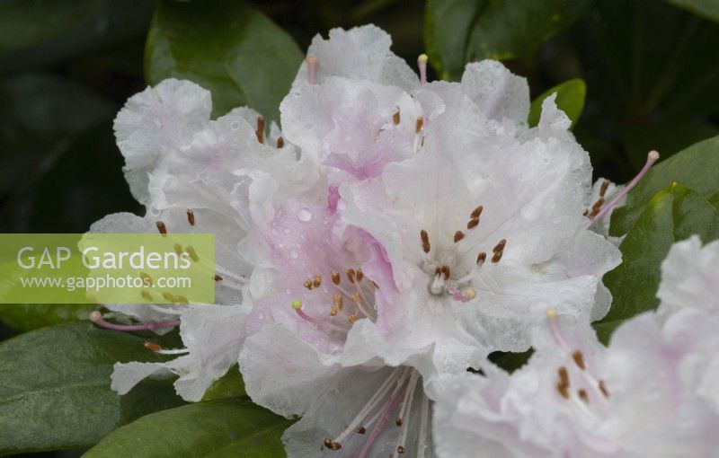 Rhododendron Christmas Cheer, hybride caucasicum. WhitstoneFarm, Devon NGS jardin, automne