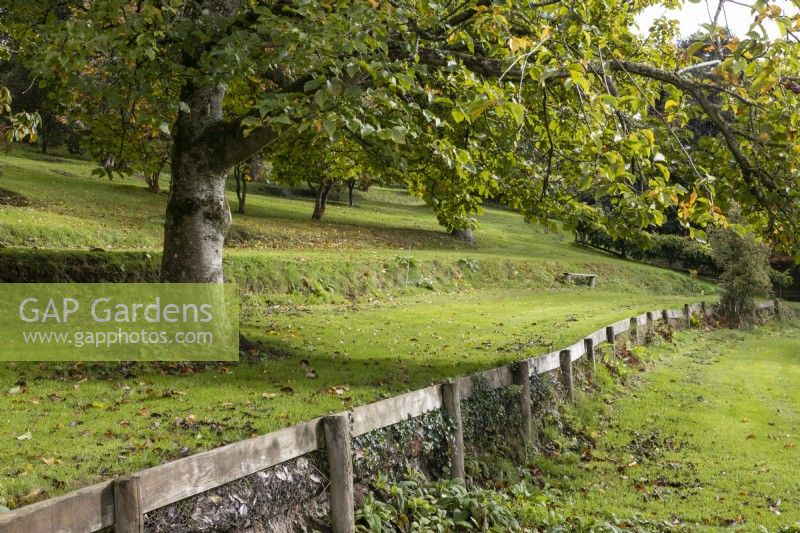 Plusieurs terrasses dans un jardin champêtre arboré et gazonné, rompent la pente du terrain. Une clôture en bois retient la terrasse de plain-pied. Whitstone Farm, Devon NGS jardin, automne