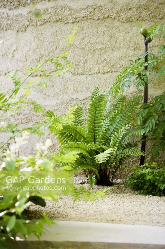 Dryopteris cycadina et Angelica dahurica près du mur. The Mind Garden, Designer : Andy Sturgeon, RHS Chelsea Flower Show 2022 - Médaille d'or