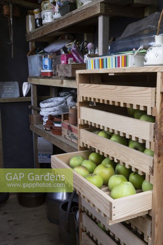 Un hangar de rempotage a un support de stockage de pommes en bois sur la droite avec un tiroir partiellement ouvert et plein de pommes. L'automne.