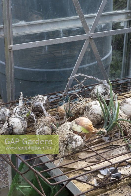 Les oignons cultivés à la maison sèchent sur une grille dans une serre. L'automne.