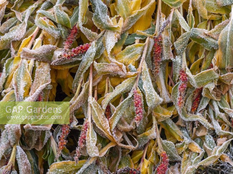 Hedychium densiflorum - Ginger Lily feuillage et baies couvertes de givre