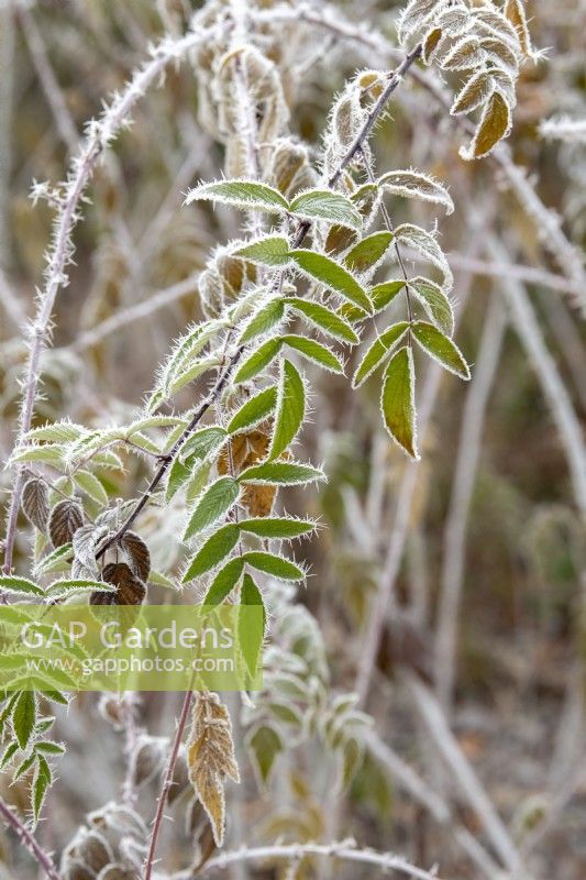 Rubus thibetanus - Ronce fantôme dans le givre
