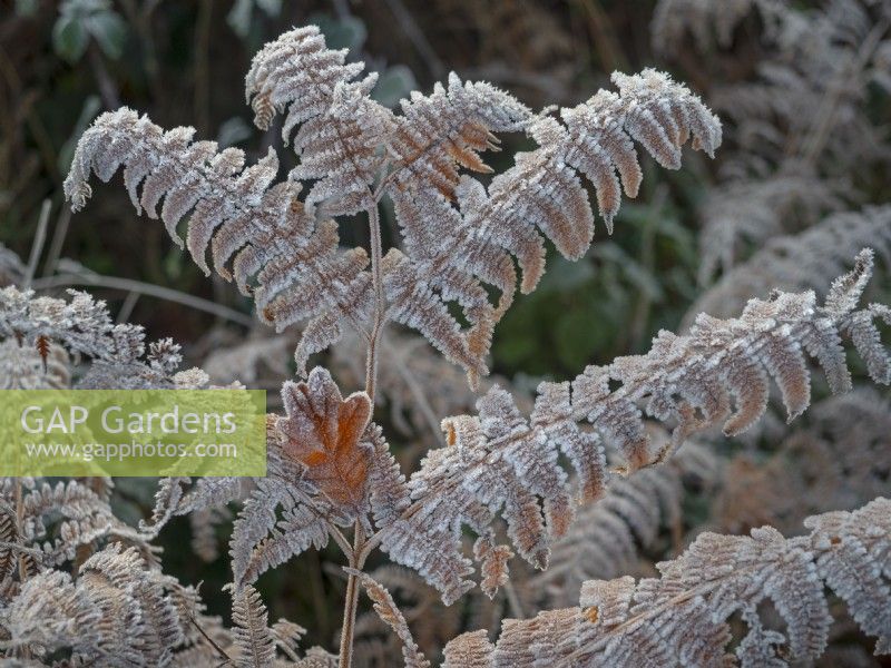 Pteridium aquilinum - givre sur fougère hiver Décembre